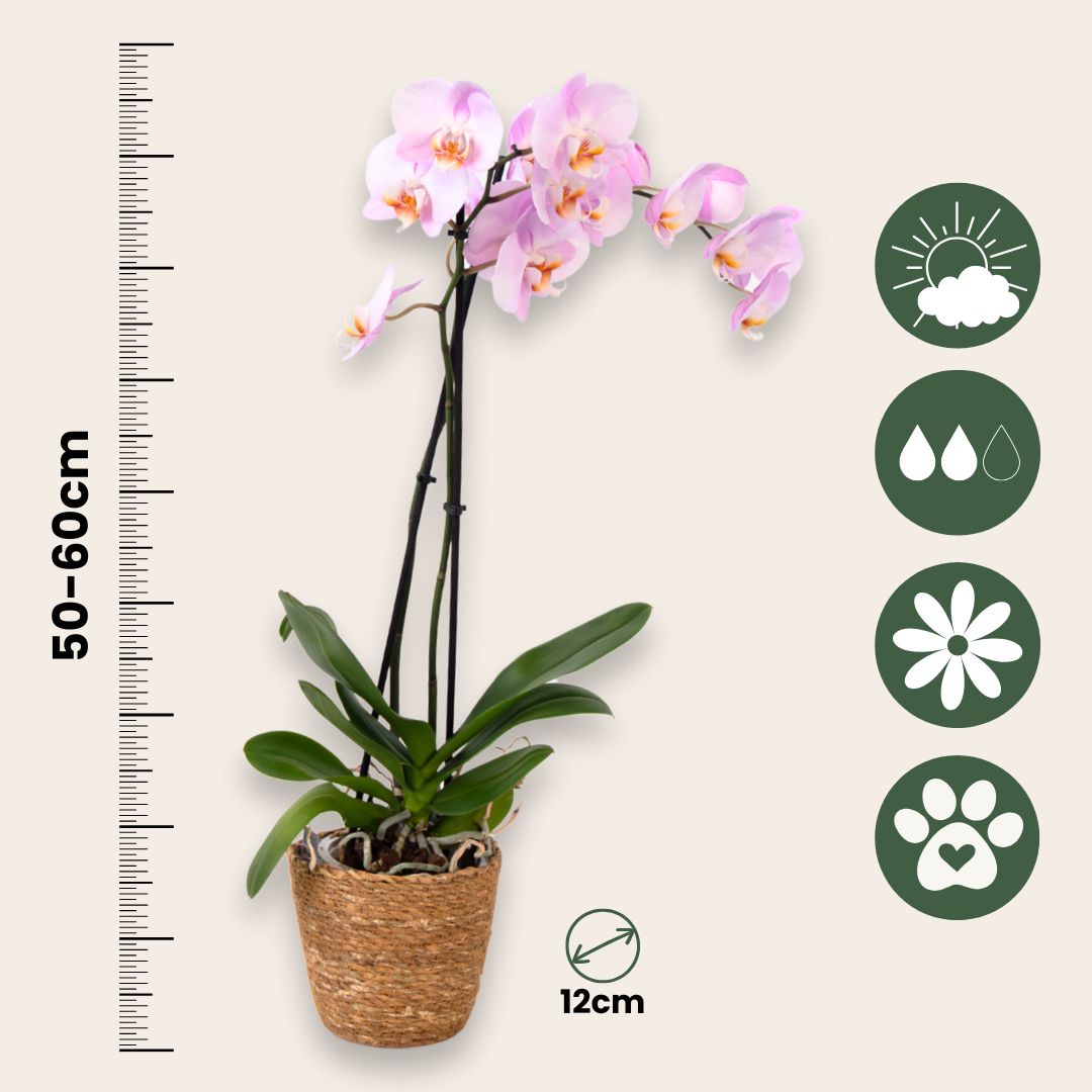 Orqídea Phalaenopsis - Phalaenopsis - Altura 50-60cm - ⌀12cm_2