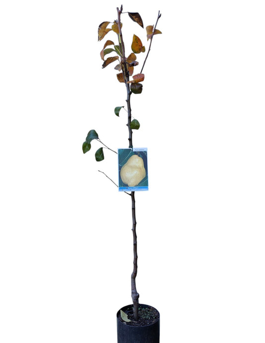 Frutal Peral Williams Maceta 140 Cm_0