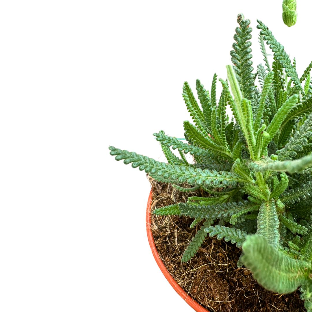 Lavanda Dentata Planta Ornamental Para Jardines Y Macetas (lavandula Dentata) Maceta 23cm_1