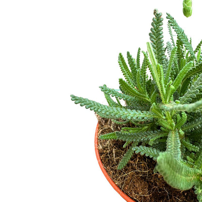 Lavanda Dentata Planta Ornamental Para Jardines Y Macetas (lavandula Dentata) Maceta 23cm_1