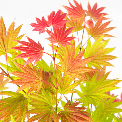Arce Japonés - 2 Pzs - Acer Palmatum 'moonrise' - Altura 40-50cm - ⌀19cm