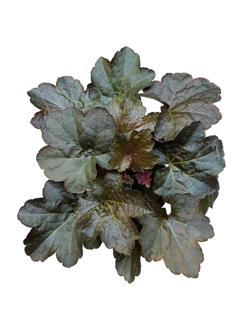 Heuchera Gris Planta De Interior Muy Resistente Ø12_0