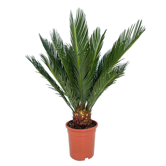 Cyca Revoluta M17 50cm_0