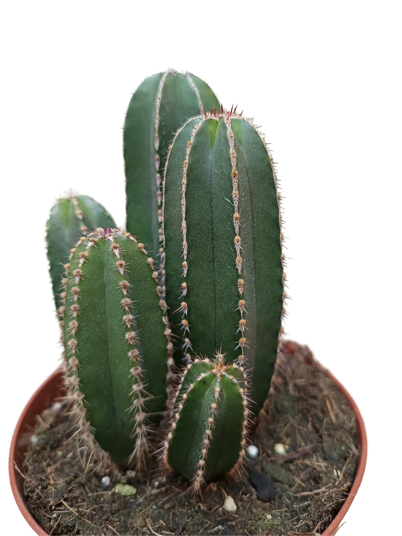 Marginatocereus Marginatus Cactus Columnar Ø13