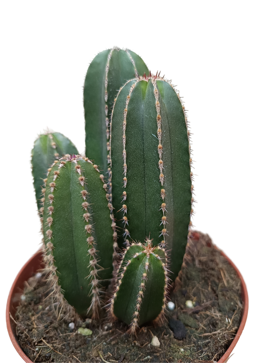 Marginatocereus Marginatus Cactus Columnar Ø13