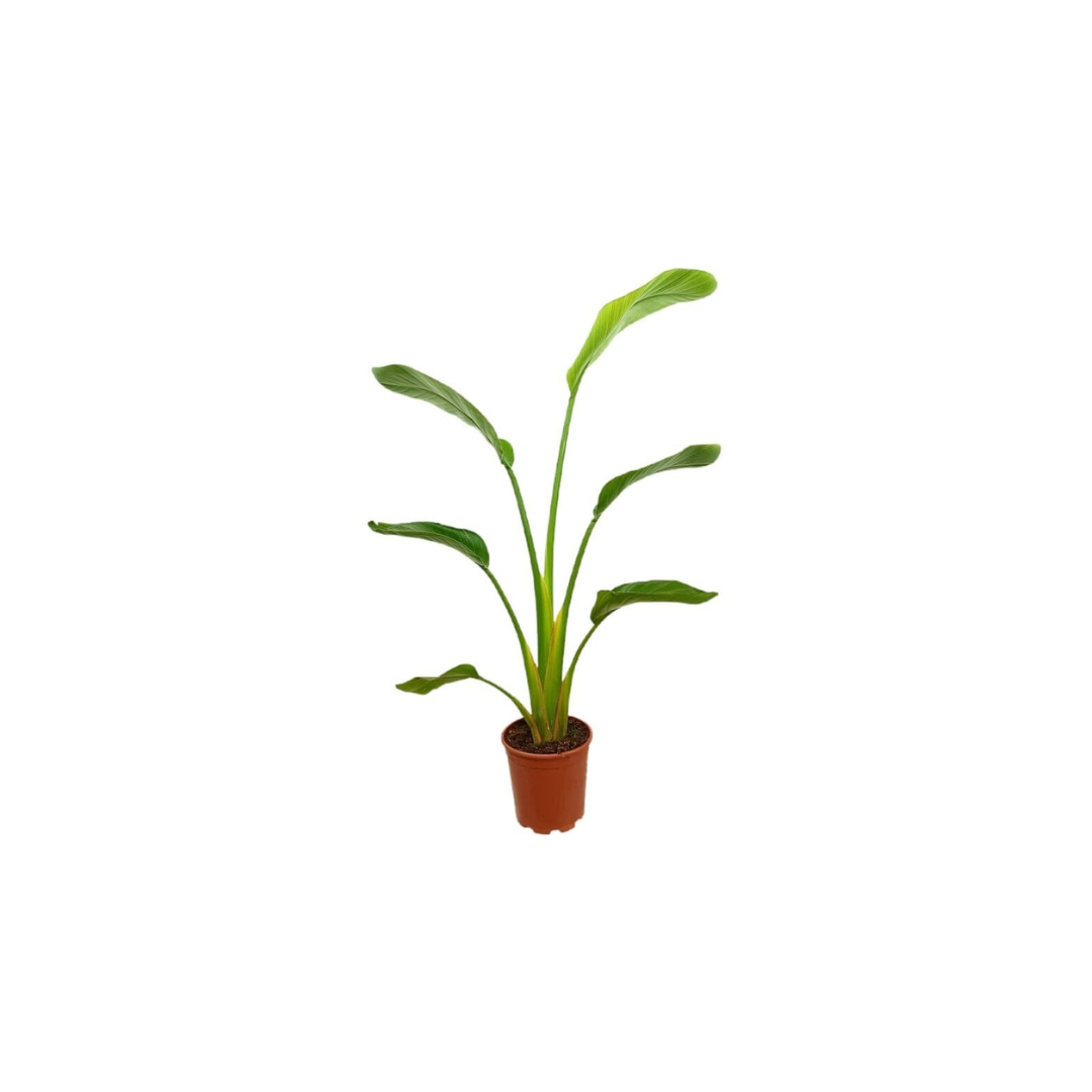 Strelitzia Augusta M30 160 Cm (ave Del Paraíso)_0