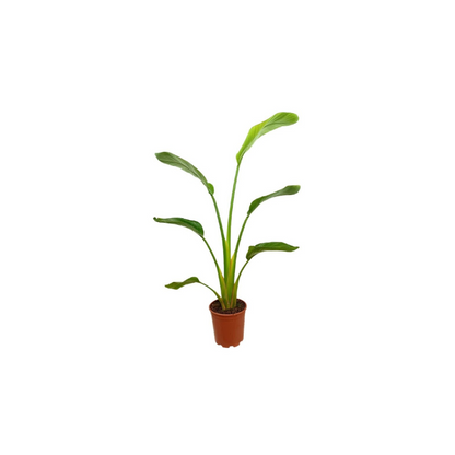 Strelitzia Augusta M30 160 Cm (ave Del Paraíso)_0