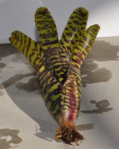 Neoregelia punctatissima; bromelia punteada verde; Curiosarium; altura 12-15 cm, diámetro 5-10 cm, sin sustrato_1