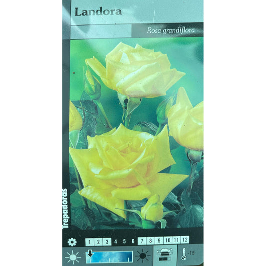 Rosal Trepador Landora M20 180cm (amarillo)