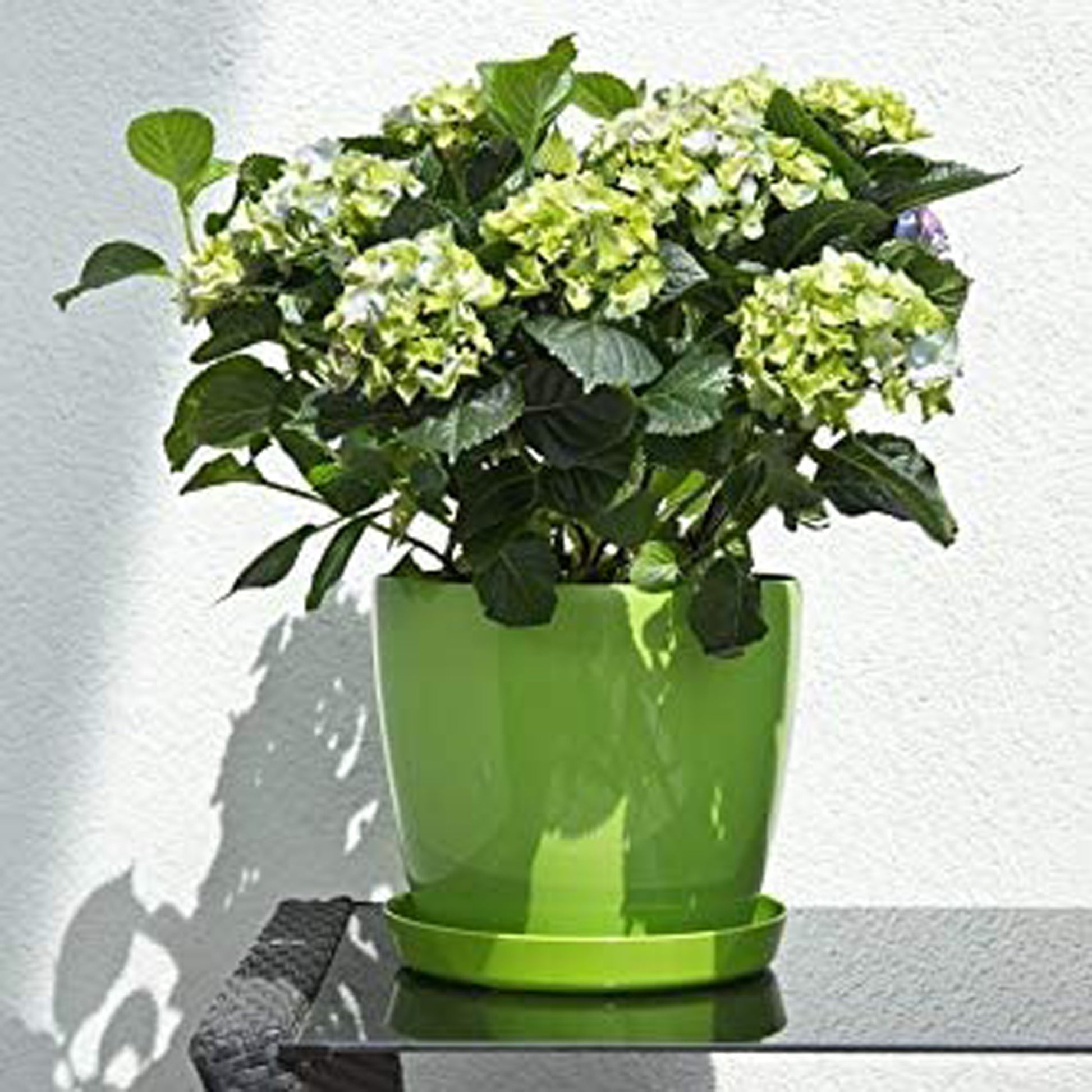 Macetero Magnolia 360 Verde Claro