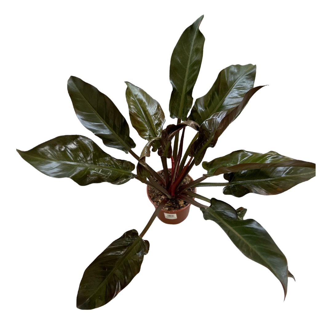 Philodendron Imperial Red M17 Maceta 17cm_0