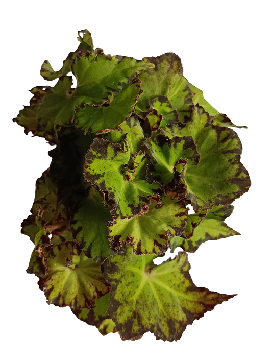 Begonia Jive Planta Natural De Interior Ø9_0