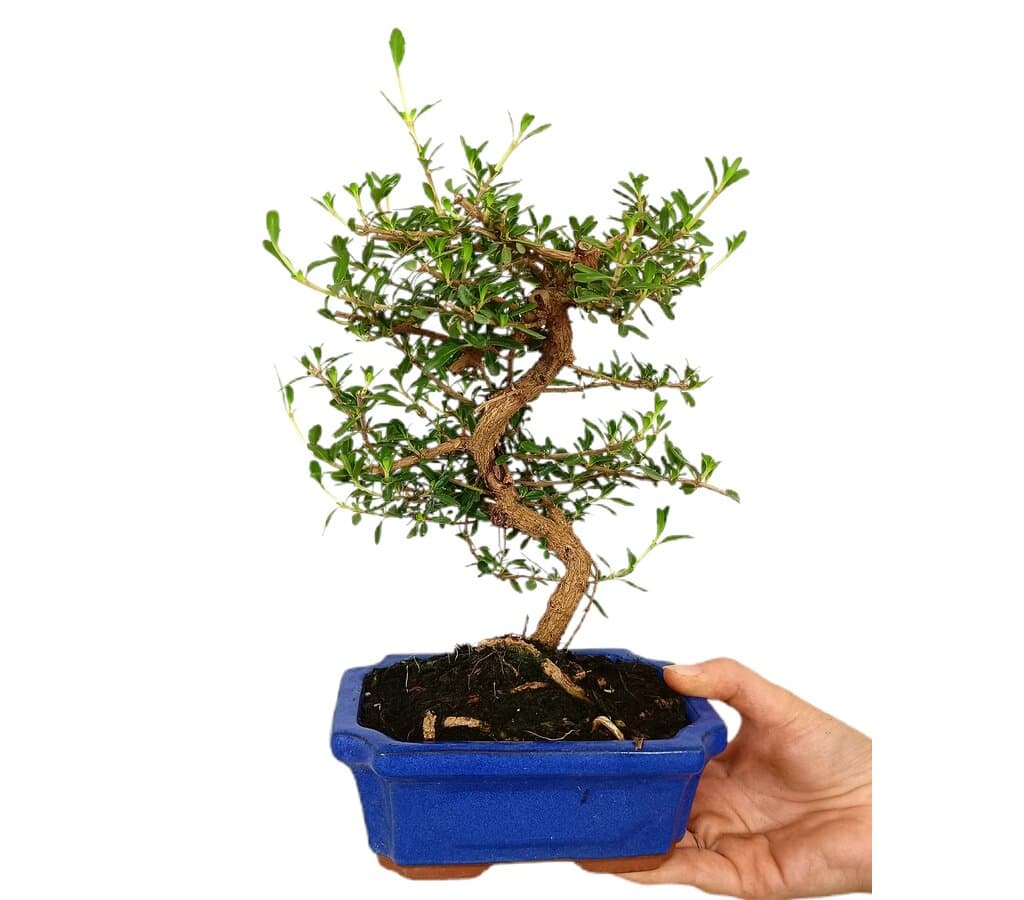 Bonsái Coprosma 7 Años (143331)