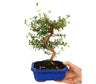 Bonsái Coprosma 7 Años (143331)