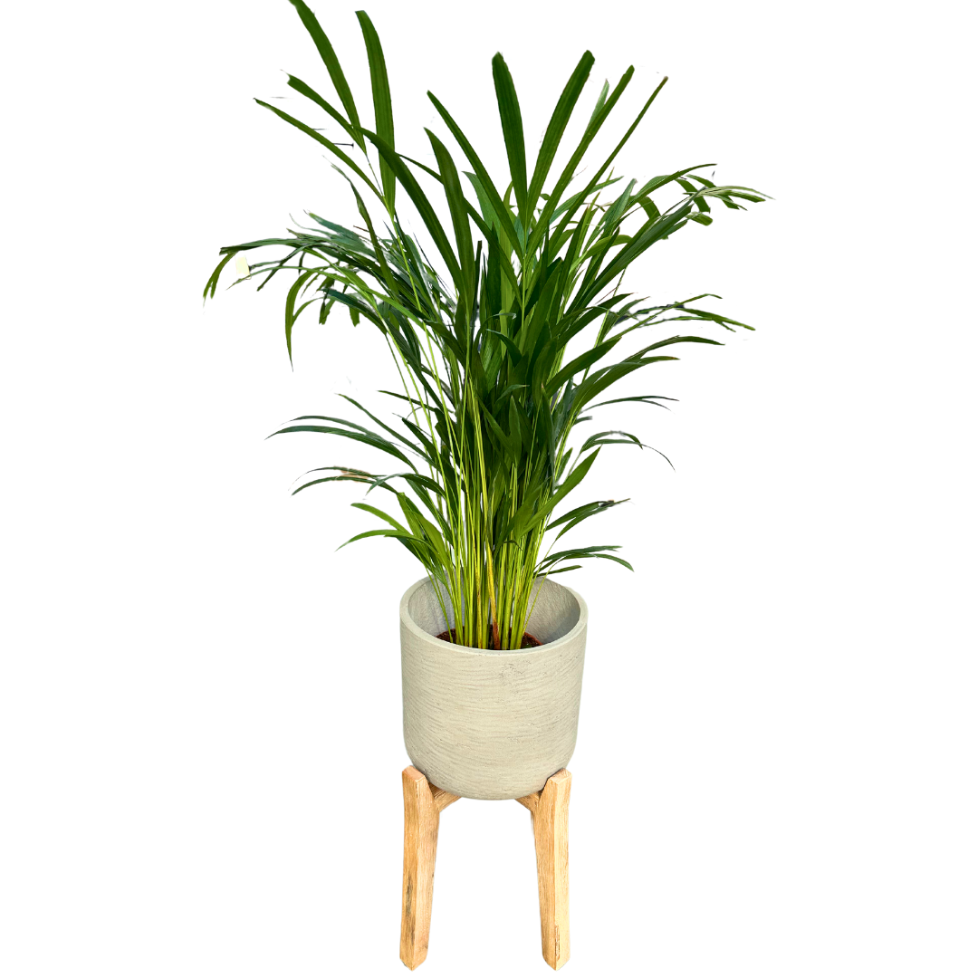 Areca: Planta De Aire Limpio M17 - Elegancia Tropical De 0,80 Mts_0