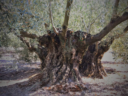 iOliva | Aceite De Oliva Virgen Extra |  Variedad Hojiblanca | Olivar Tradicional | Botella 250mL_4