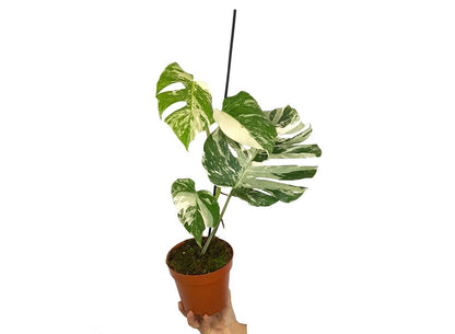 Monstera Albo Variegata M17 50cm_2
