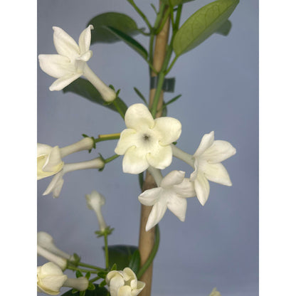 Stephanotis Floribunda M20 160cm (jazmin De Madagascar)_1