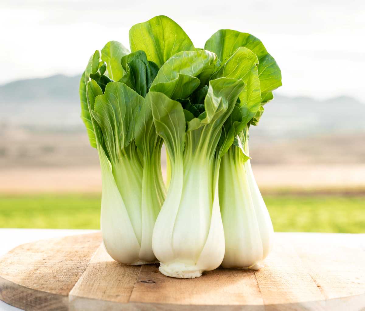 Semillas De Pak Choi Ecológicas_0
