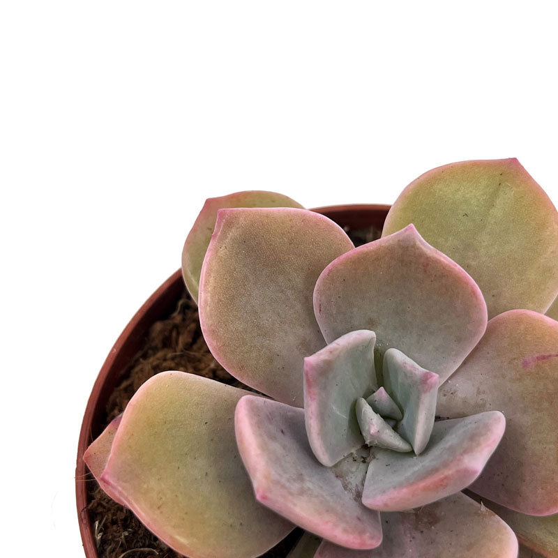 Graptoveria 'Mister Richards' Cactus Y Suculentas M8,5 cm Ø_2