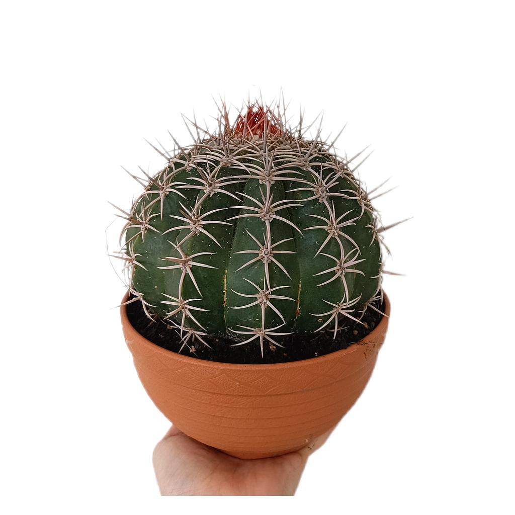 Melocactus Concinnus M17_0