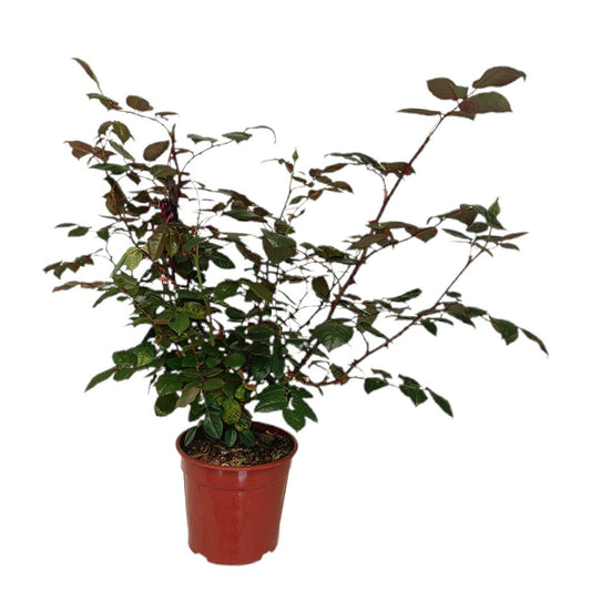 Rosal Perfumado M19_0