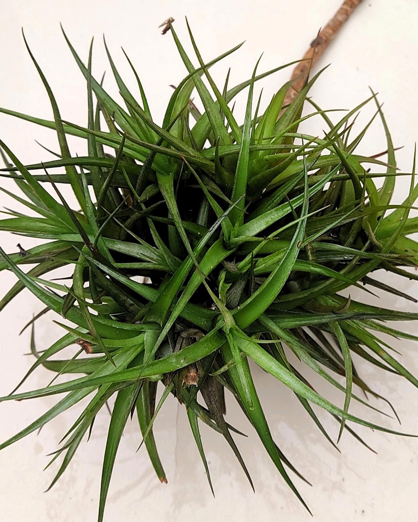 Tillandsia aeranthos clump (mata); planta del aire, mata de plantas; Curiosarium; altura 15 cm, diámetro 25 cm_0