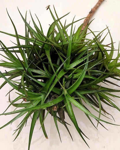 Tillandsia aeranthos clump (mata); planta del aire, mata de plantas; Curiosarium; altura 15 cm, diámetro 25 cm_0