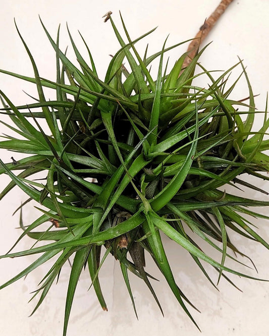 Tillandsia aeranthos clump (mata); planta del aire, mata de plantas; Curiosarium; altura 15 cm, diámetro 25 cm_0