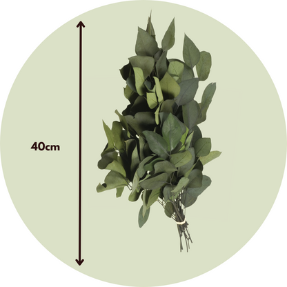 Flores Secas - Eucalyptus Stuartiana_2