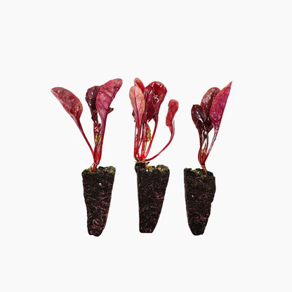 Plantón Acelga Roja - Plantabo. 3 Unidades_0