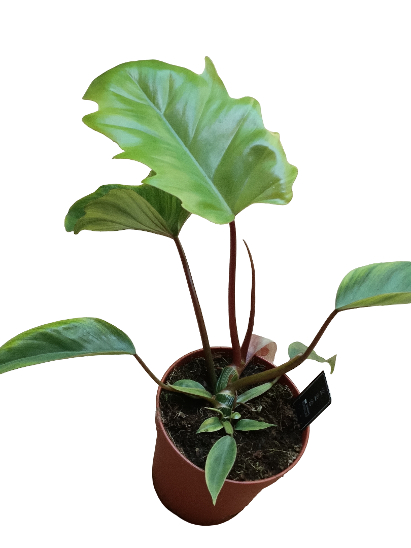 Philodendro Mayoi Plantas De Interior Altura 40 Cms Ø 15 Cm