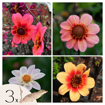 Tubérculos De Dalia - 3 Pzs - Dahlia 'happy Single Mix'_0