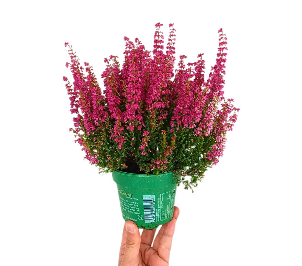 Erica Beauty Queen Rosa M11_0