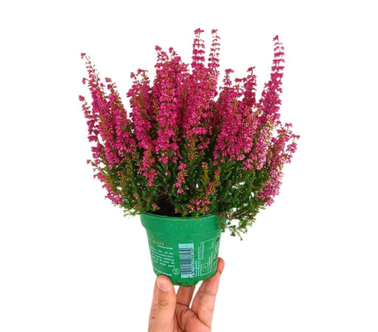Erica Beauty Queen Rosa M11_0