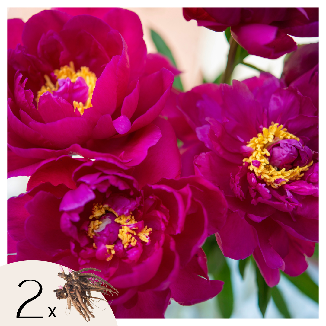 Paeoniaceae - 2 Pzs - Paeonia 'karl Rosenfield' - Cepellones - Rosa_0
