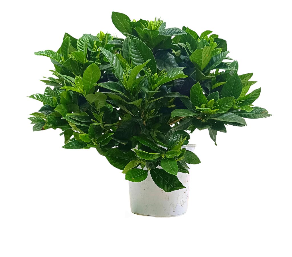 Gardenia Jasminoides M20 35cm_0
