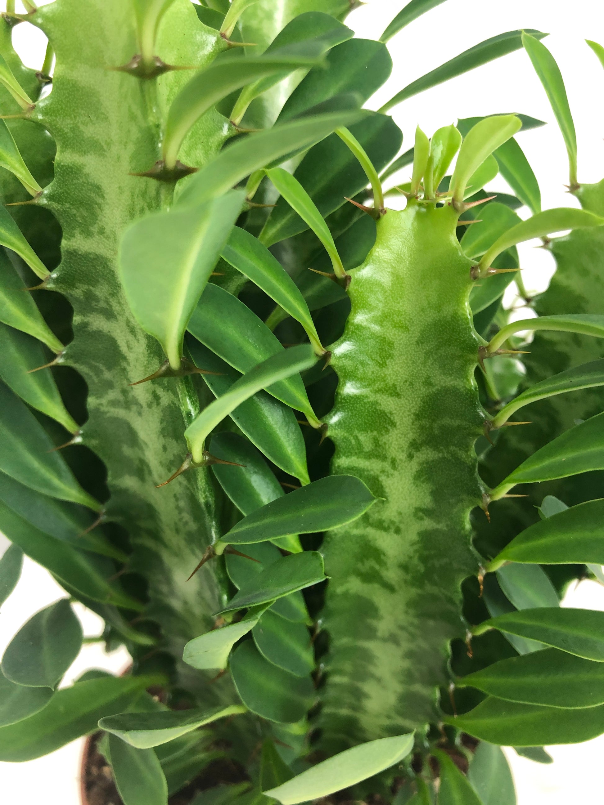 Euphorbia Trigona M12 30cm