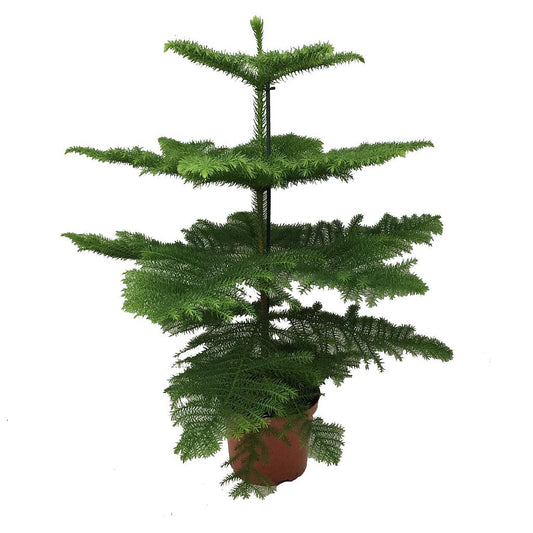 Araucaria Excelsa M23 100cm_0