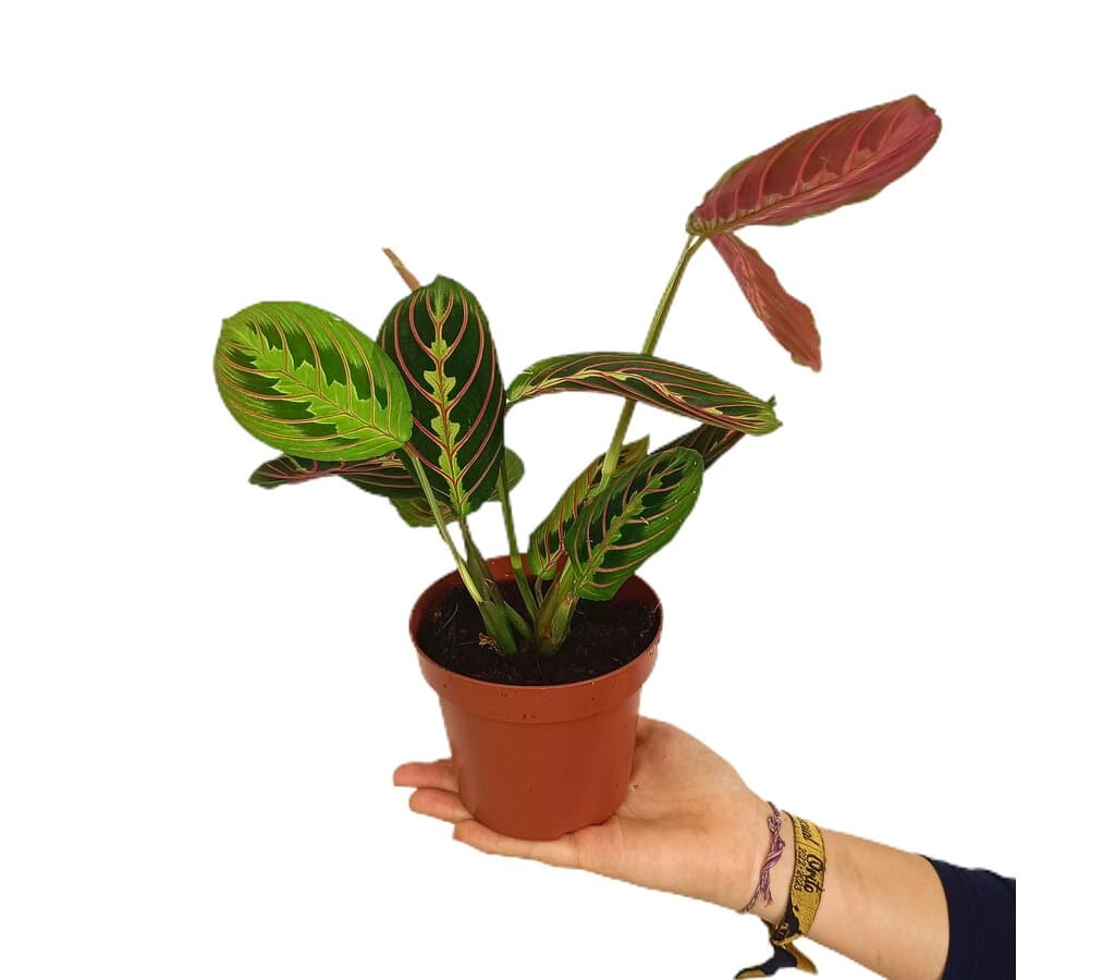 Maranta Leuconeura Tricolor M12_0