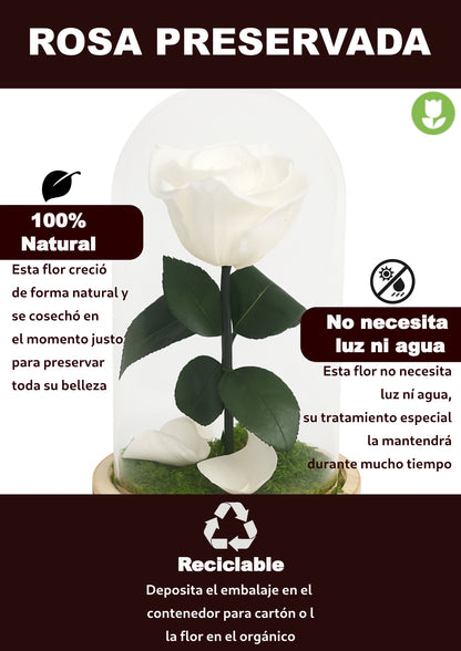 Mundo Eterno Rosa En Cúpula Blanca 12x20cm