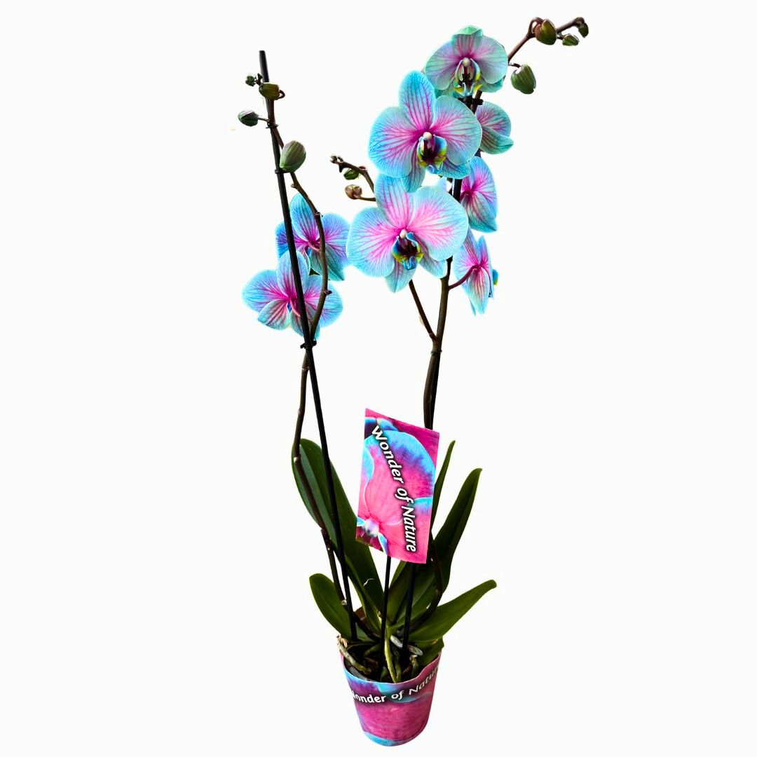 Orquídea Wonder Of Nature 2 Varas Una Maravilla Para La Decoración De Interior