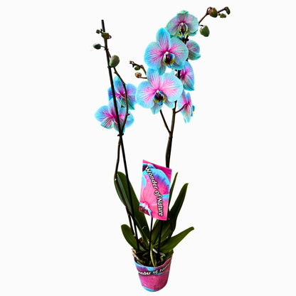 Orquídea Wonder Of Nature 2 Varas Una Maravilla Para La Decoración De Interior