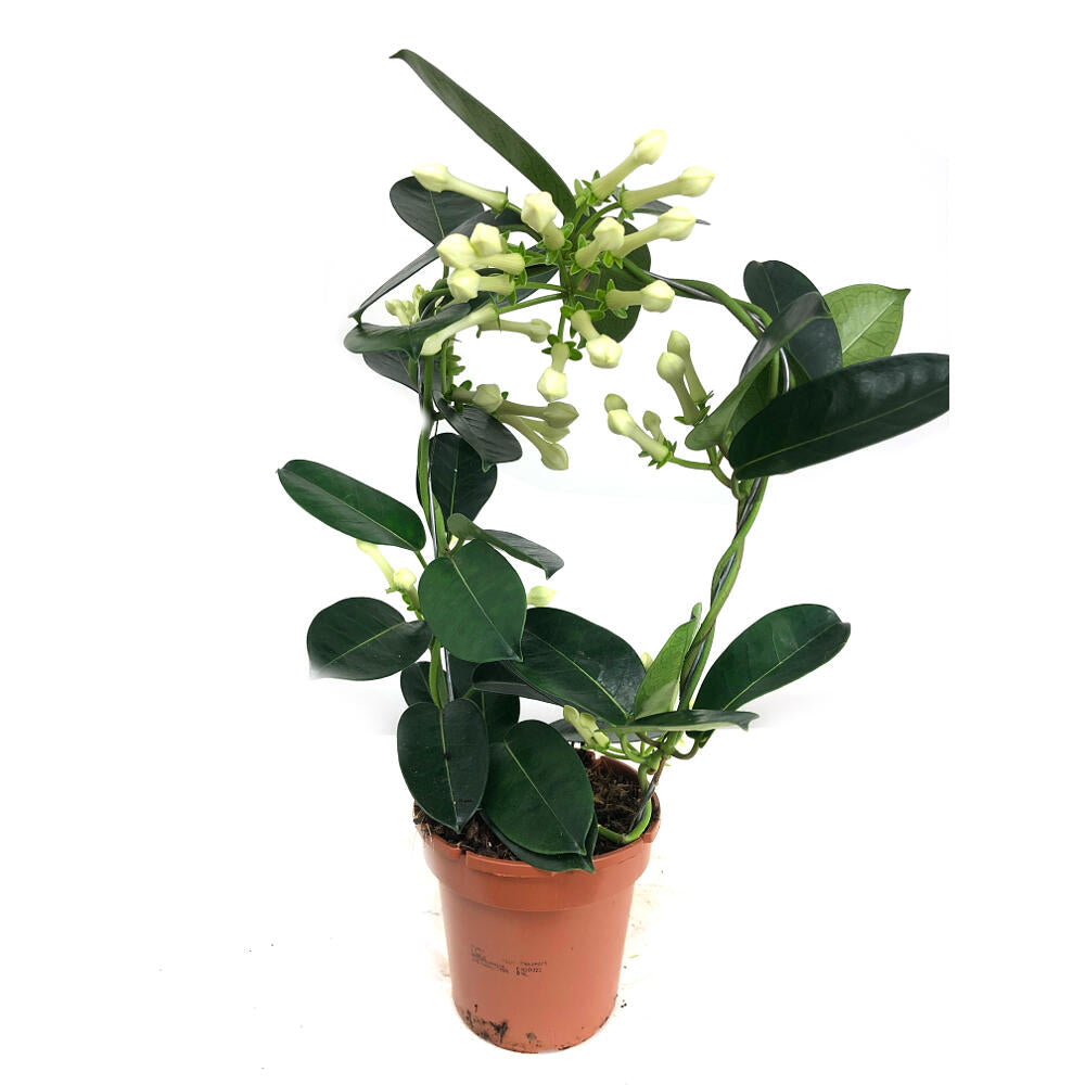Stephanotis Floribunda M12 (jazmín De Madagascar)_2
