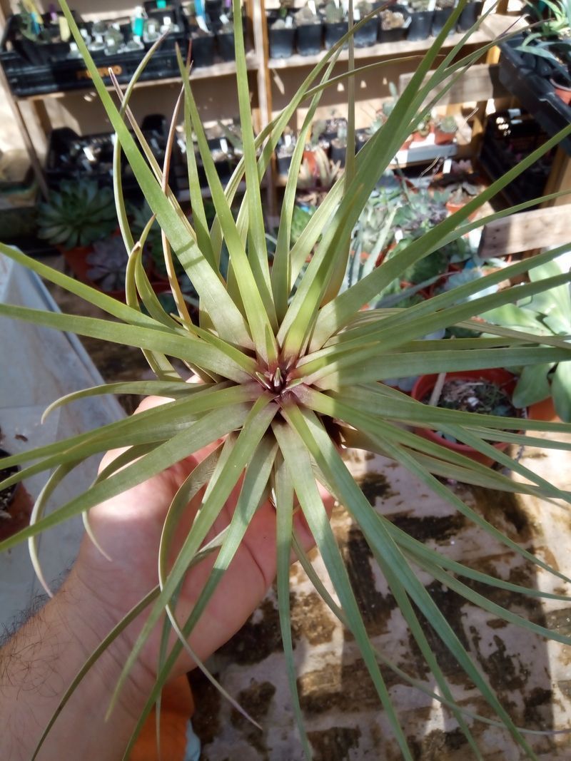 Tillandsia Fasciculata Grande 20 Cms Planta