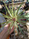 Tillandsia Fasciculata Grande 20 Cms Planta