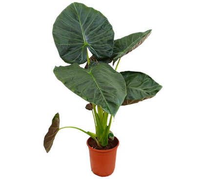 Alocasia Regal Shields M24 100cm_0