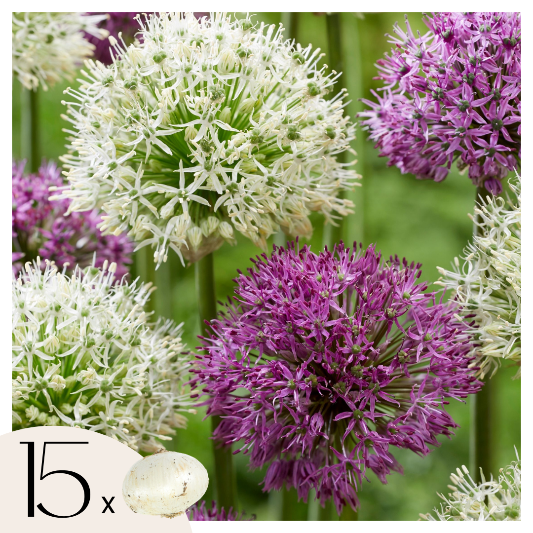 Bulbos De Allium - 15 Pzs - Allium 'purple 'white' - Bulbos De Flores_0