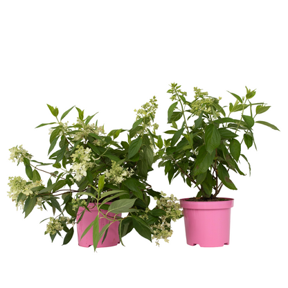 Hortensia - 2 Pzs - Hydrangea Paniculata 'confetti' - Altura 25-40cm - ⌀19cm_0
