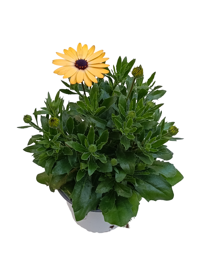 Dimorphoteca Flor Amarilla Planta De Flor Ø14_0